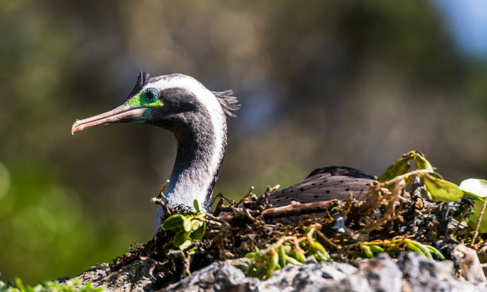 Spotted Shag (image by Jason Hosking)