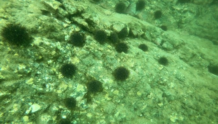 Kina barrens in shallow water (~3 m) on the northern side of Otata. Note the absence of seaweeds and encrusting life on the reef.