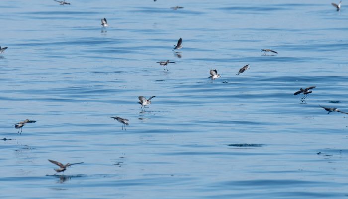 White-faced storm petrels. Edin Whitehead.