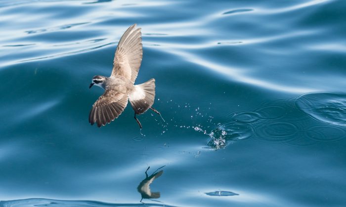 White-faced storm petrel. By Edin Whitehead.