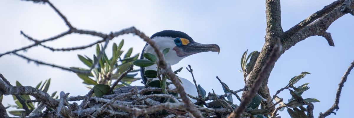 Pied Shag ©michaelrfoxshots