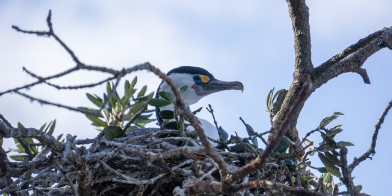Pied shag ©michaelrfoxshots