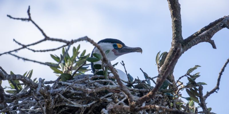 Pied Shag ©michaelrfoxshots